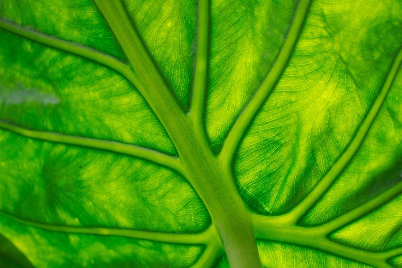 Amerikai tudósok felfedeztek egy gént, amely drámai módon növeli a fotoszintézis hatékonyságát - számolt be az Agrotrend. 