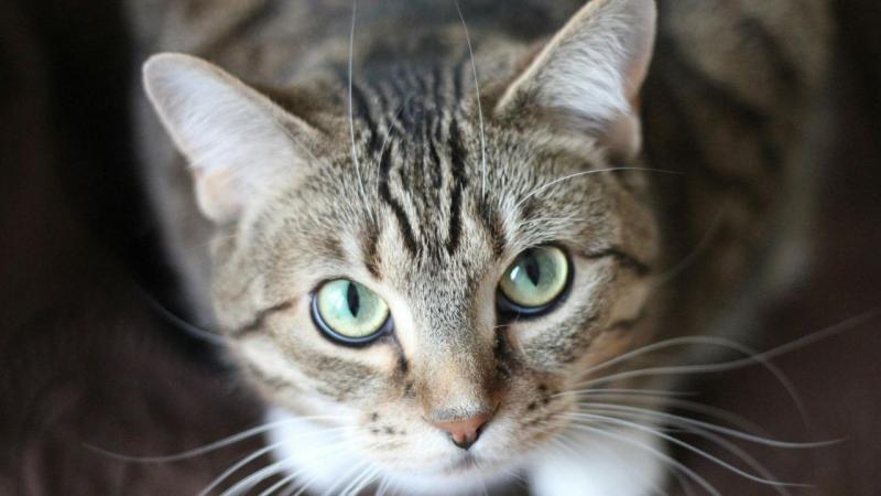 Mit észlel a macskád, amikor a szemedbe néz? Elképesztő, hogy mennyire eltérően érzékel minket, embereket. Ahogy a kiscica figyel, úgy tűnik, mintha egy titkos világot láthatna, amely előttünk rejtve marad. Az ő szemeiben talán nemcsak a mindennapi életet